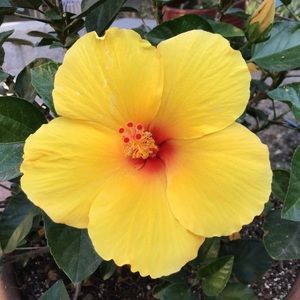 Meet your Posher, Phyllis